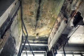 Best Emergency Mold Remediation  in USA